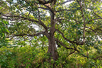 tree in forest