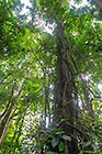 tree in forest