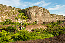 baobab tree & huge granite boulders between green vegetation