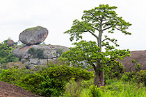 baobab tree & huge granite boulders between green vegetation