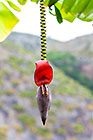 banana tree flower
