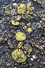 Agglomerate