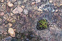 green grass growing in hole on agglomerate rock