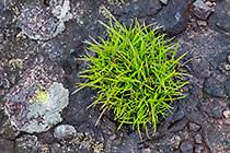 Happy Grass