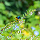 variable sunbird on flower hamp