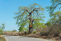 Angolan liberation flag on baobab tree along tar road