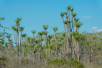 candelabre tall trees