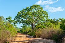 green baobab tree along sandy track