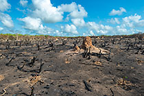 slash & burn agriculture