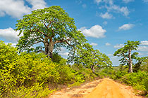 green baobab trees along sandy track