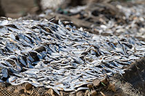 fish drying racks