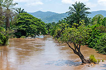green trees along river