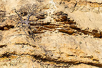 trees growing on cliff