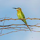Olive Bee-Eater