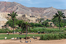 people, goats & cows in green field at village on arid hill