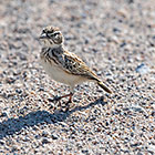 beguela long-billed lark bird on rock
