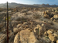 granite boulders & cactus-like euphorbia plants on hill at sunrise