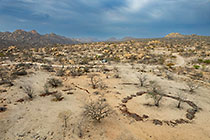 ranger-camper at campsite & track through granite boulders & cactus-like euphorbia plants on hill at sunrise
