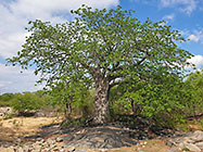 baobab tree on rock