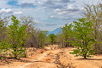 green mopane trees along sandy track