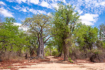baobab & mopane green trees along snady track