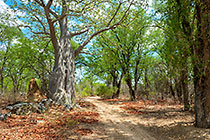 Baobab in Forest