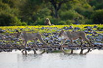 lionesses walking near waterhole at sunrise