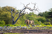 lion walking near waterhole at sunrise