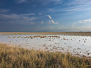 dry grass in wet pan