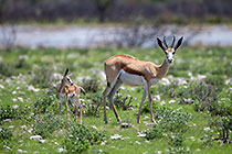springbok with calf