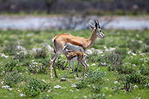 springbok with calf