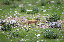 mangoose with lizard in mouth