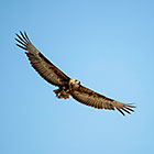 juvenile bateleur bird flying