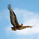 juvenile bateleur bird flying