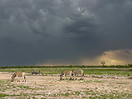 zebras walking in plain under stormy clouds