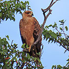 tawny eagle bird in tree