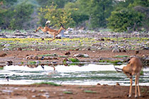 impala running & jumping near waterhole