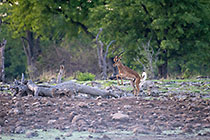 impala running & jumping near waterhole