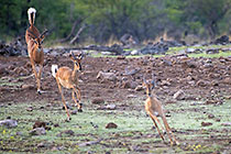 impalas running & jumping near waterhole