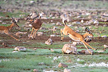 impalas running & jumping near waterhole