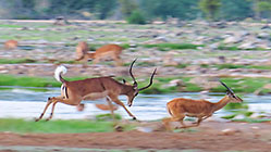 impalas fighting near waterhole