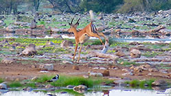 impalas fighting near waterhole