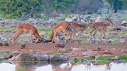 impalas fighting near waterhole