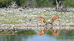 impalas fighting near waterhole