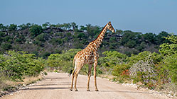 giraffe standing on road