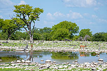 impalas at waterhole
