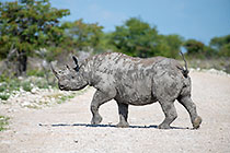 black rhino crossing road