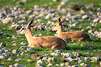 young springboks laying in grass