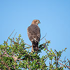 juvenile pale-chanting goshawk bird on tree