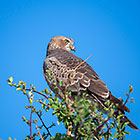 juvenile pale-chanting goshawk bird on tree